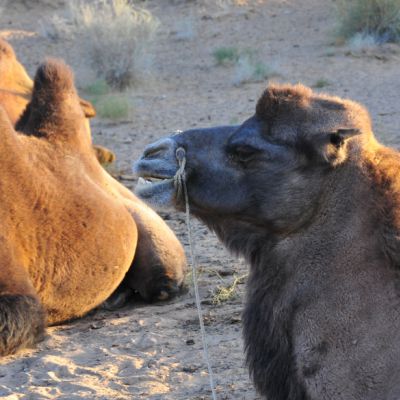 Por los rastros de las caravanas