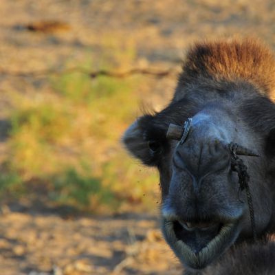 Sur les traces des caravanes 12 jours